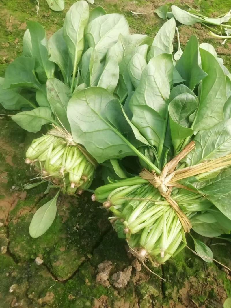 献县李谢菠菜大量上市