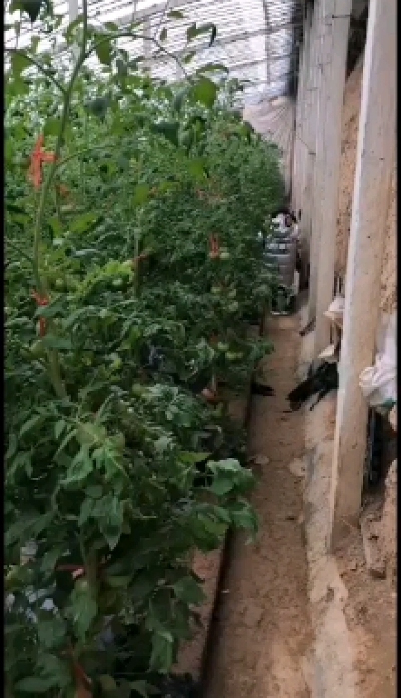 陕西圣女果小番茄整箱