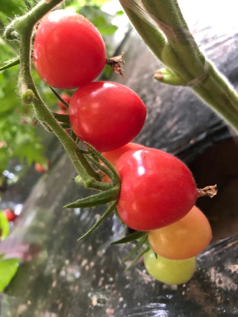 陕西圣女果小番茄整箱