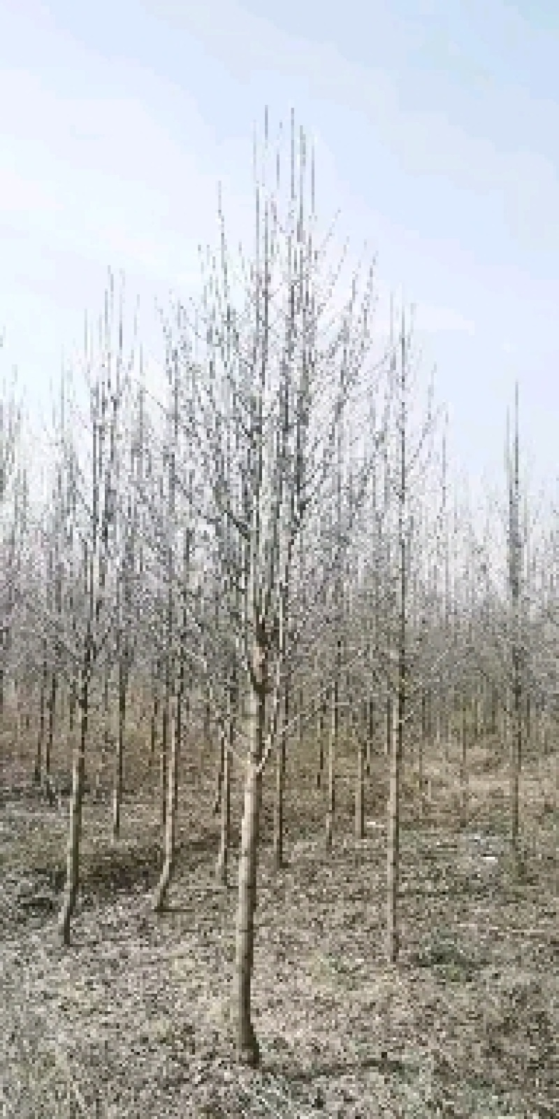 金丝桃狗胡花金线蝴蝶过路黄金丝海棠金丝莲土连翘