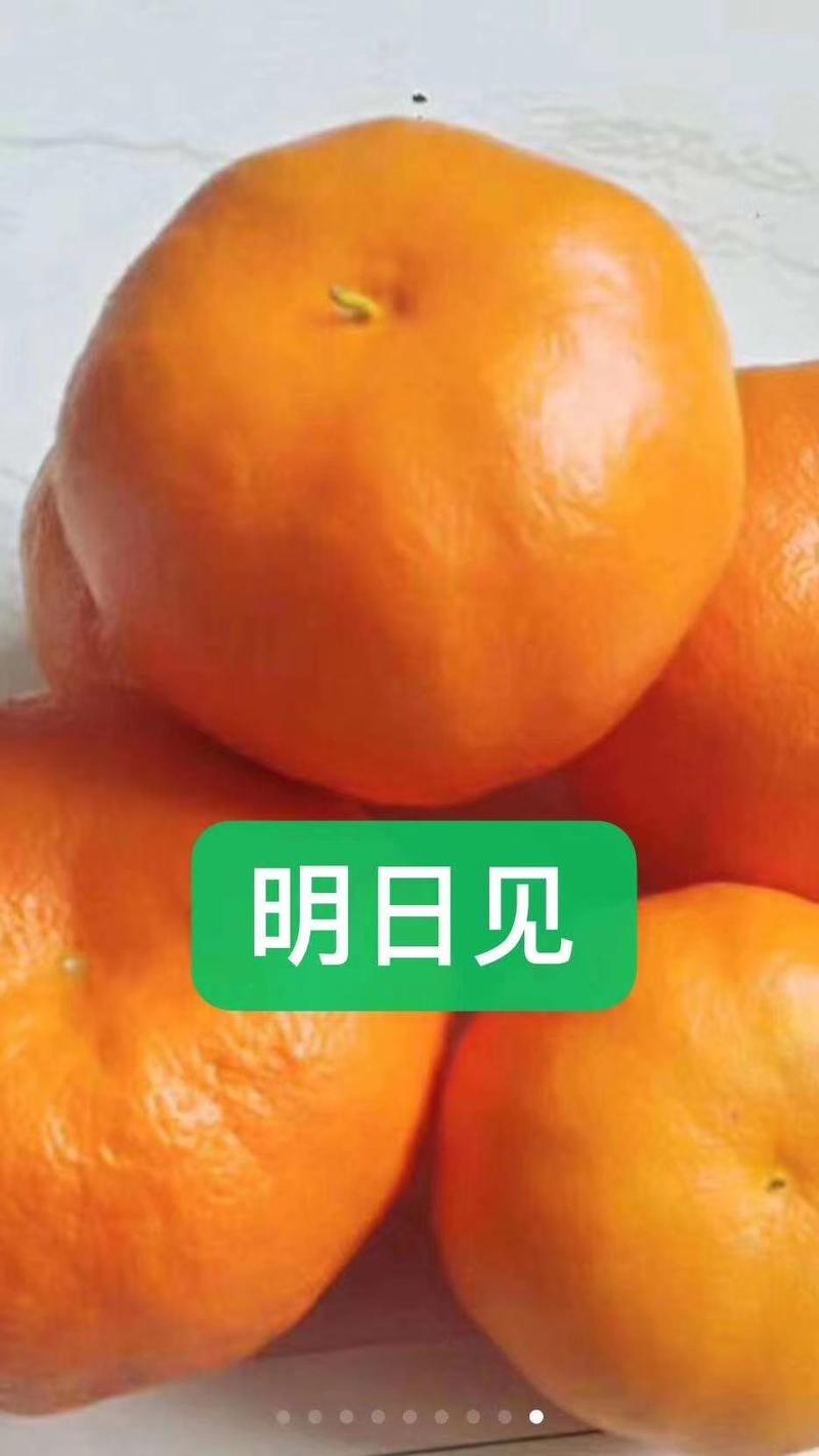 【精品】黄美人苗明日见柑橘苗甘平苗爱媛68黄美人柑橘苗