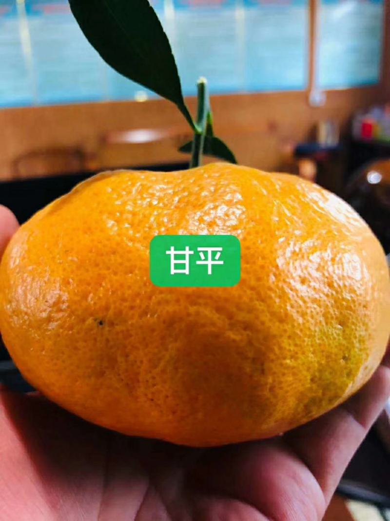 【精品】黄美人苗明日见柑橘苗甘平苗爱媛68黄美人柑橘苗
