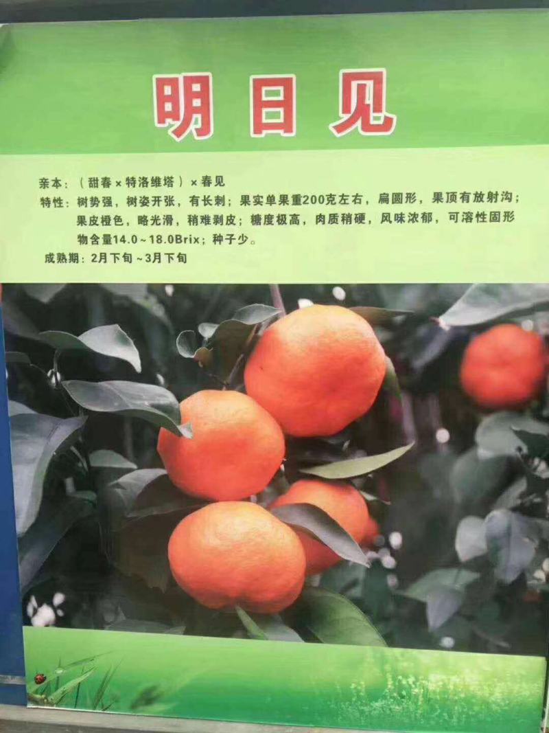【精品】黄美人苗明日见柑橘苗甘平苗爱媛68黄美人柑橘苗