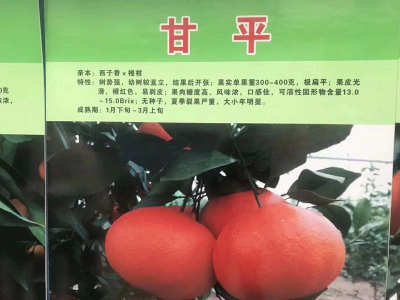 【精品】黄美人苗明日见柑橘苗甘平苗爱媛68黄美人柑橘苗