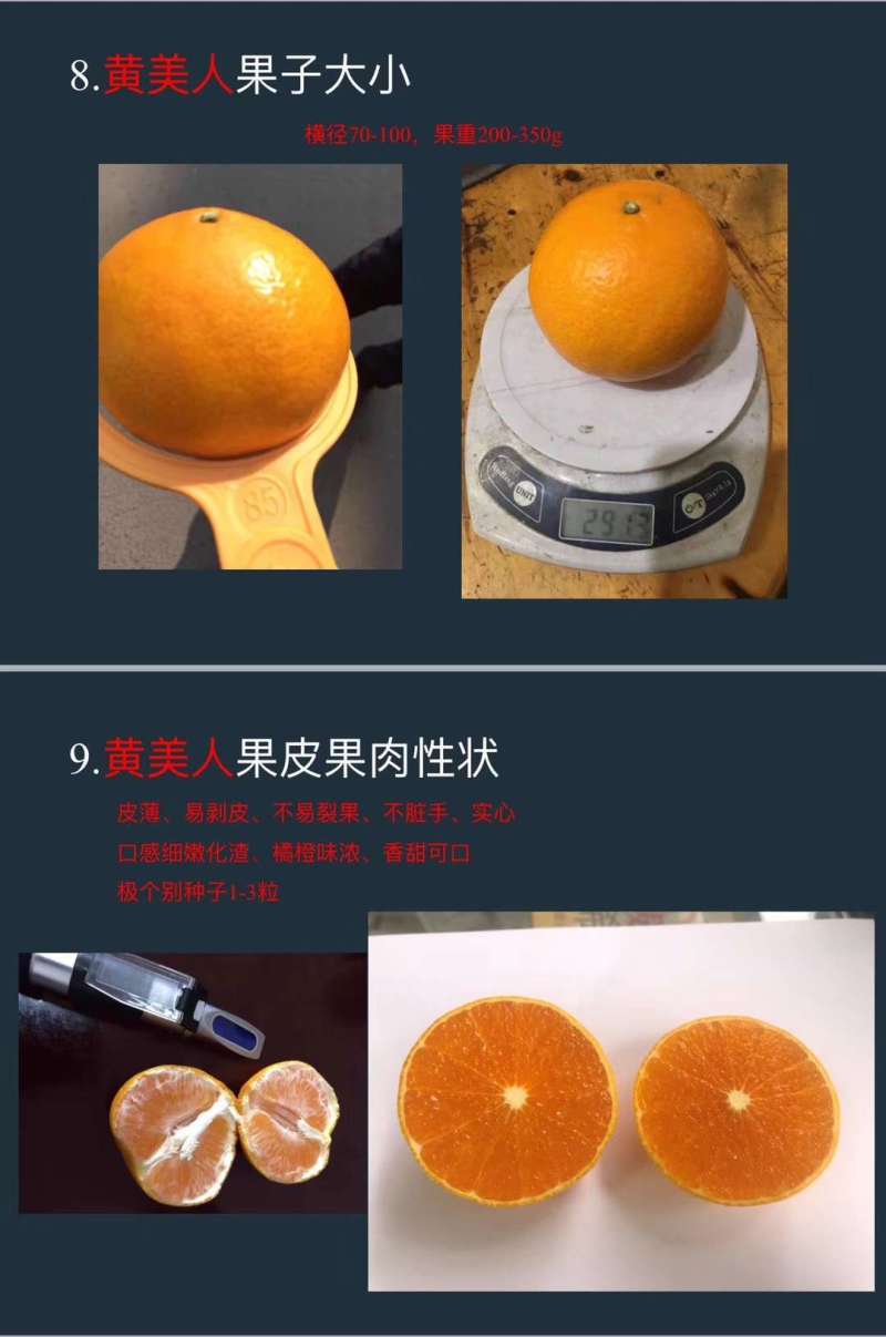 【精品】黄美人苗明日见柑橘苗甘平苗爱媛68黄美人柑橘苗