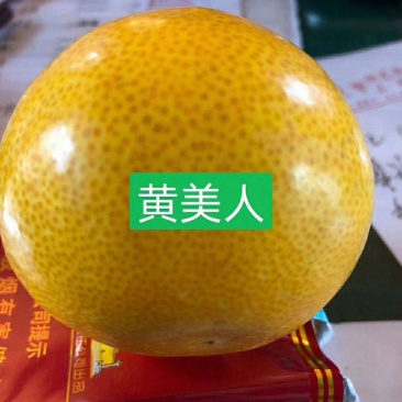 【精品】黄美人苗明日见柑橘苗甘平苗爱媛68黄美人柑橘苗