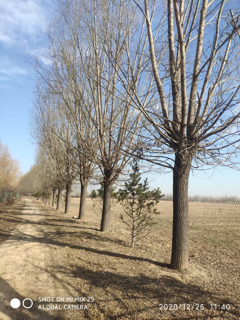 山西临汾柳树，旱柳，35公分柳树，柳树基地漳河柳