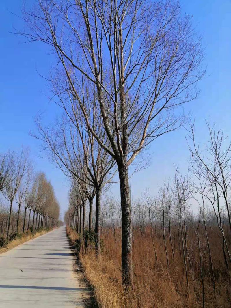山西临汾柳树，旱柳，35公分柳树，柳树基地漳河柳