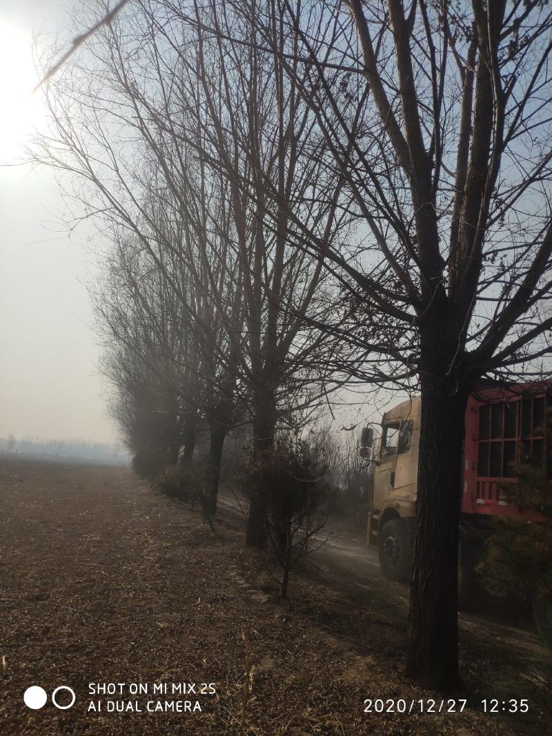山西临汾柳树，旱柳，35公分柳树，柳树基地漳河柳