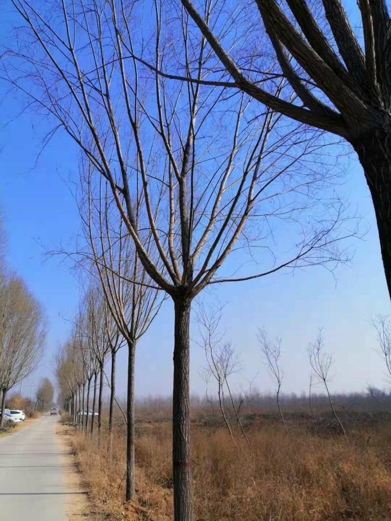 山西临汾柳树，旱柳，35公分柳树，柳树基地漳河柳