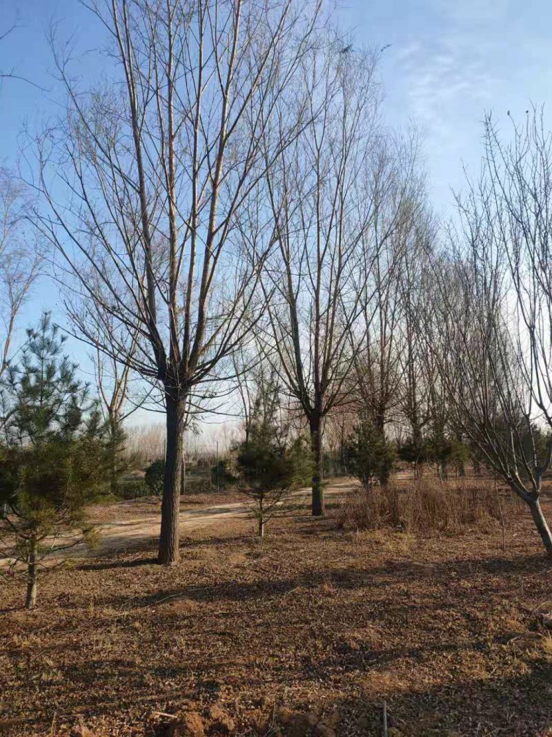 山西临汾柳树，旱柳，35公分柳树，柳树基地漳河柳