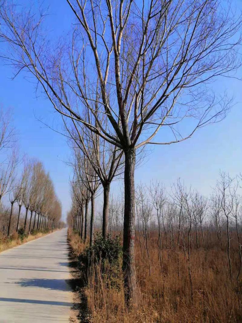 山西临汾柳树，旱柳，35公分柳树，柳树基地漳河柳