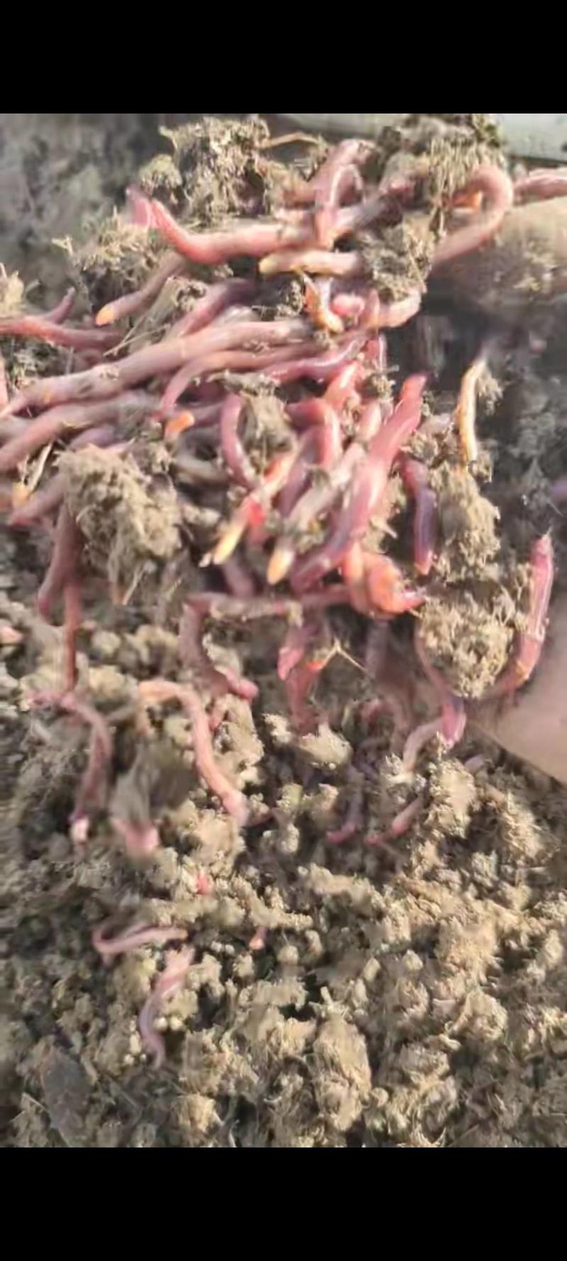 蚯蚓粪以牛粪为底料养殖蚯蚓，是无公害果蔬种植和土壤改良适