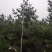 山西运城华山松，松树，5米华山松，精品华山松，华山松基地