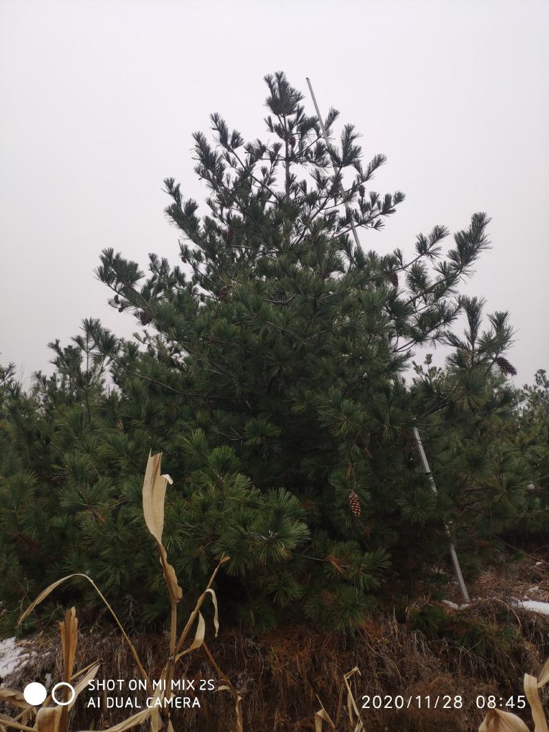 山西运城华山松，松树，5米华山松，精品华山松，华山松基地