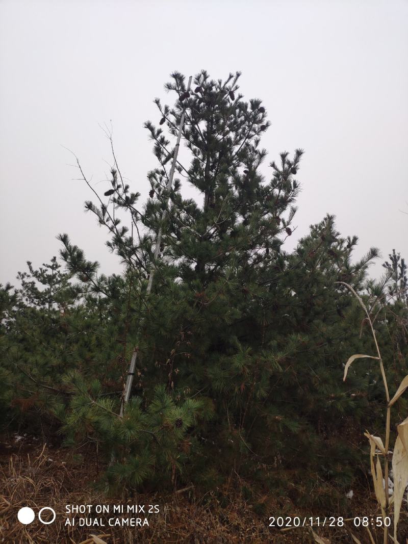 山西运城华山松，松树，5米华山松，精品华山松，华山松基地