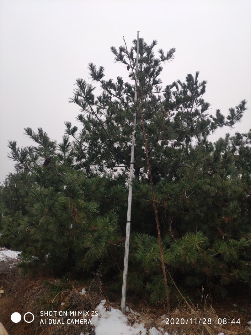 山西运城华山松，松树，5米华山松，精品华山松，华山松基地
