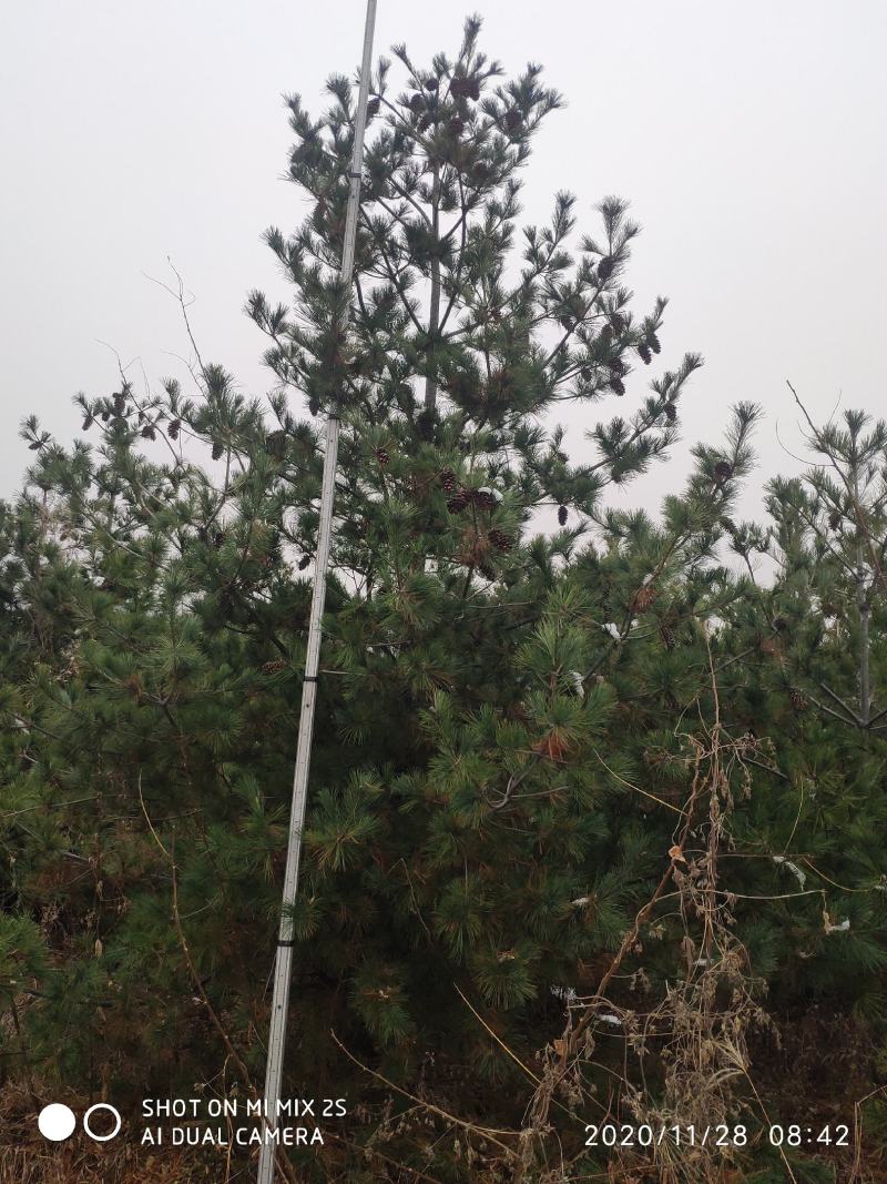 山西运城华山松，松树，5米华山松，精品华山松，华山松基地