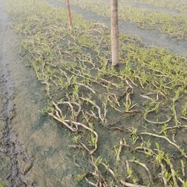 四川合江本地立杆空心菜苗水田空心菜种苗