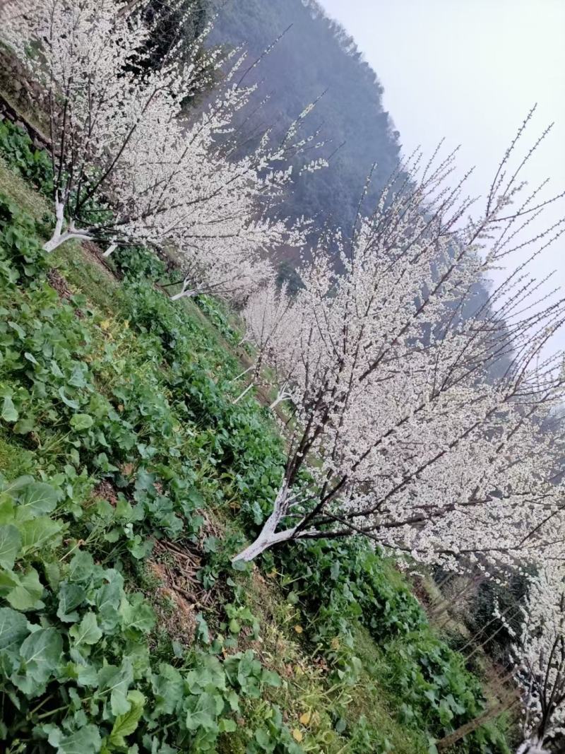 出售青梅树5到6公分