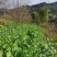 出售青梅树5到6公分