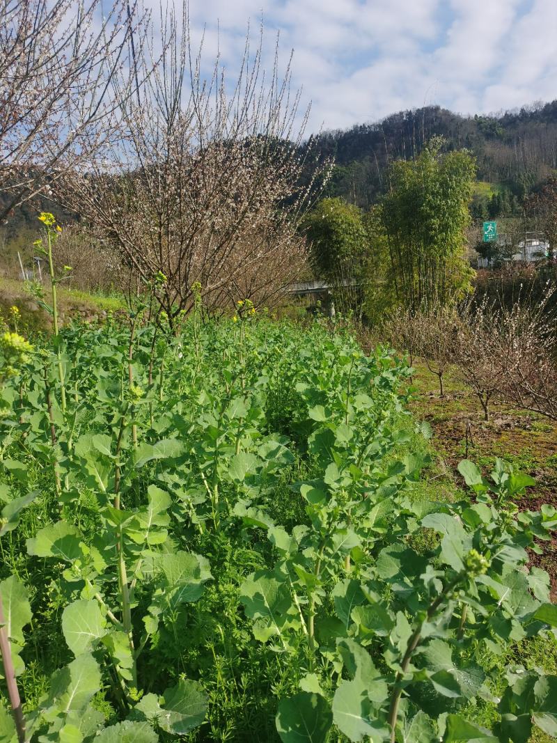 出售青梅树5到6公分