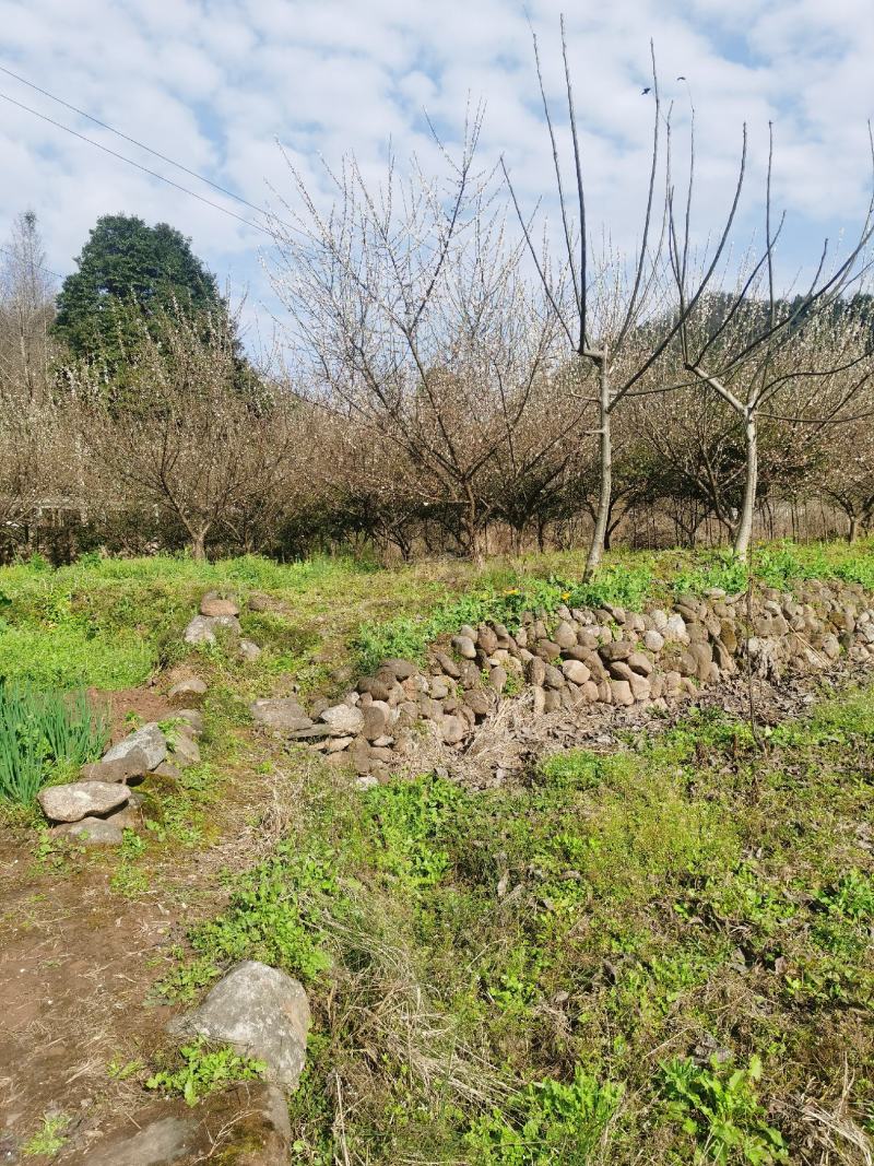 出售青梅树5到6公分