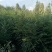 处理一批红豆杉杉树苗，2公分一8公分，树高1米一3米
