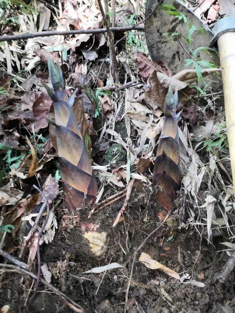 广西金秀大瑶山深山老林野生苦笋