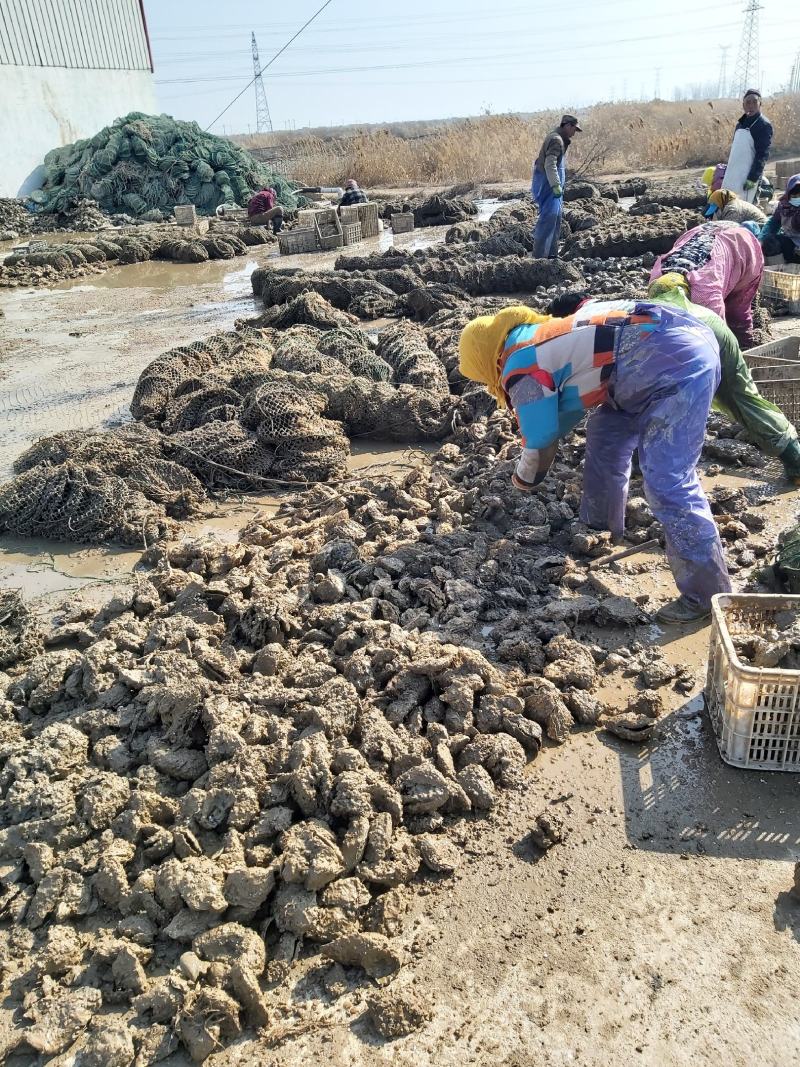 精品生蚝乳山生蚝场地直发规格齐全全国发货