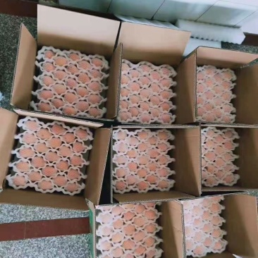 枇杷产品批发欢迎全国代理商咨询，顺丰一件代发