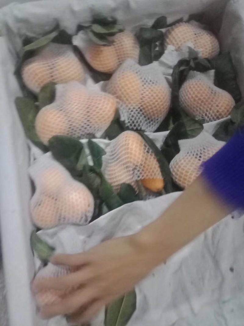 枇杷产品批发欢迎全国代理商咨询，顺丰一件代发