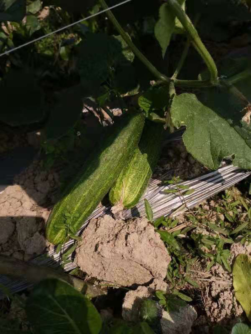 产地新根燕白黄瓜大量上市