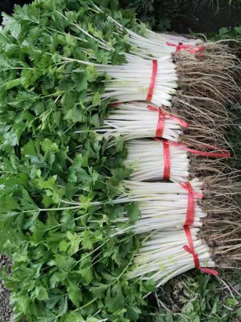 贵州精品白芹菜！大棚货