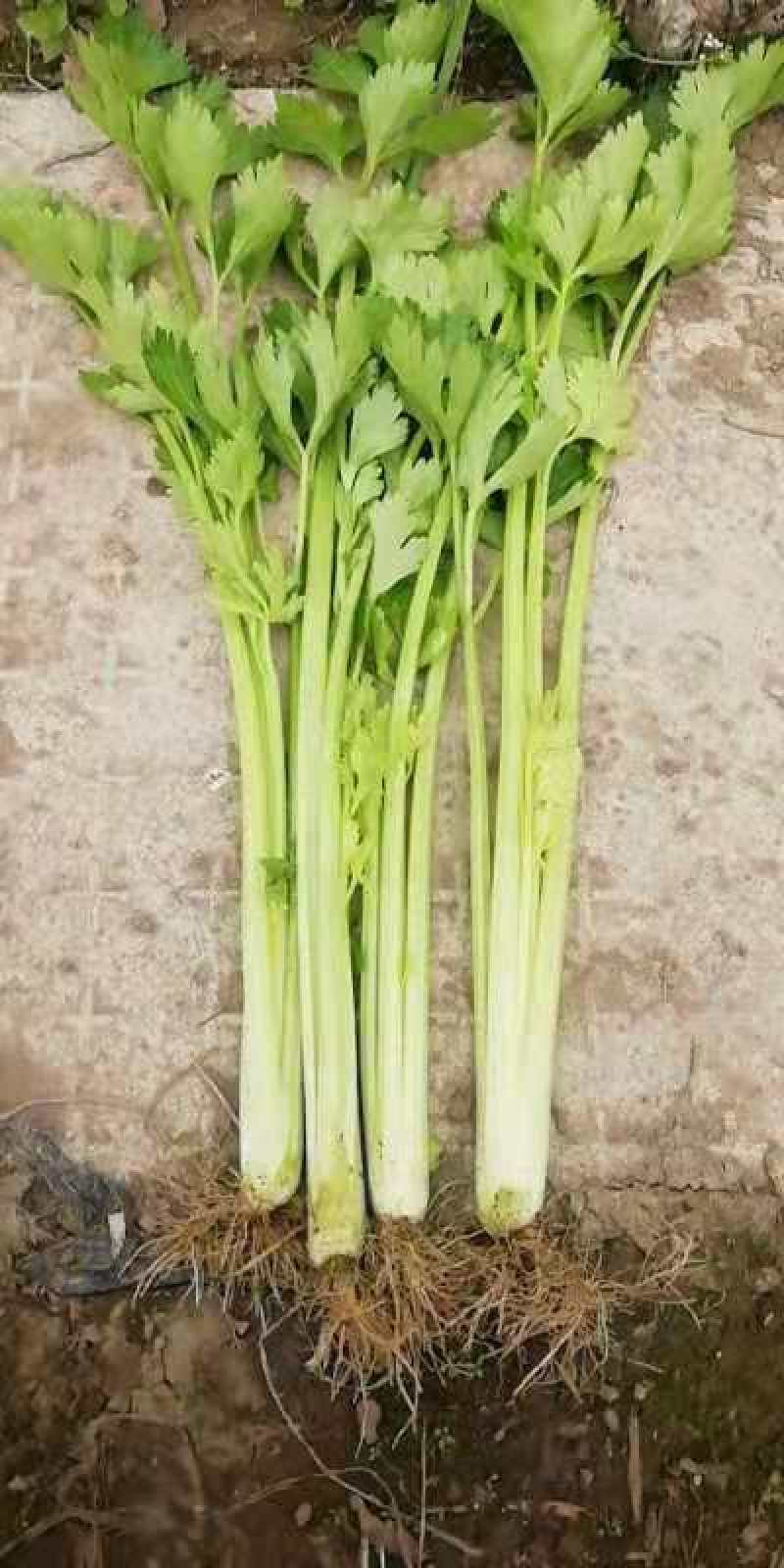 贵州精品白芹菜！大棚货