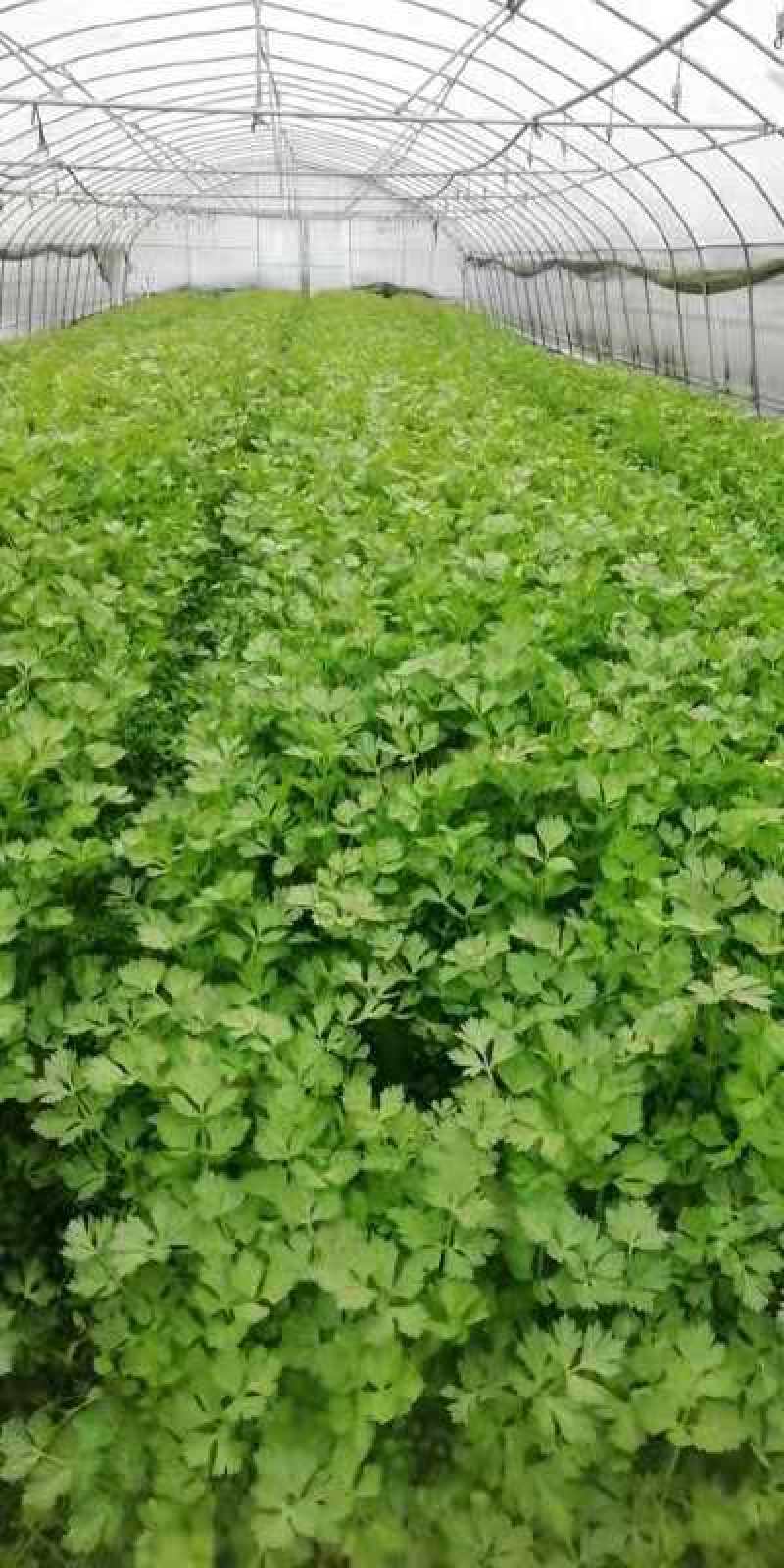 贵州精品白芹菜！大棚货