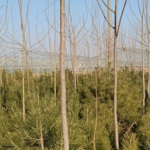 大量供应三公分优质杜仲苗，可绿化药用，经济价值高。