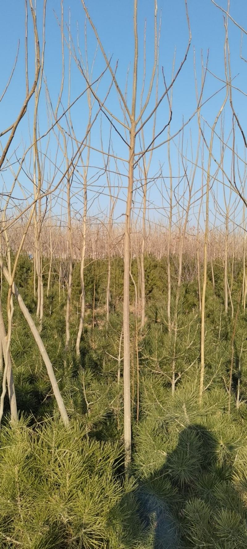 大量供应三公分优质杜仲苗，可绿化药用，经济价值高。