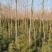 大量供应三公分优质杜仲苗，可绿化药用，经济价值高。