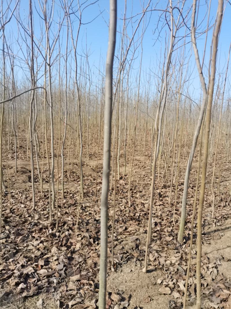 大量供应三公分优质杜仲苗，可绿化药用，经济价值高。