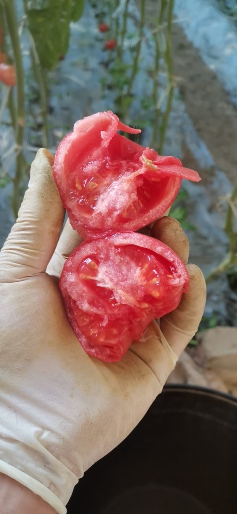西红柿便宜了，颜色好，口感好