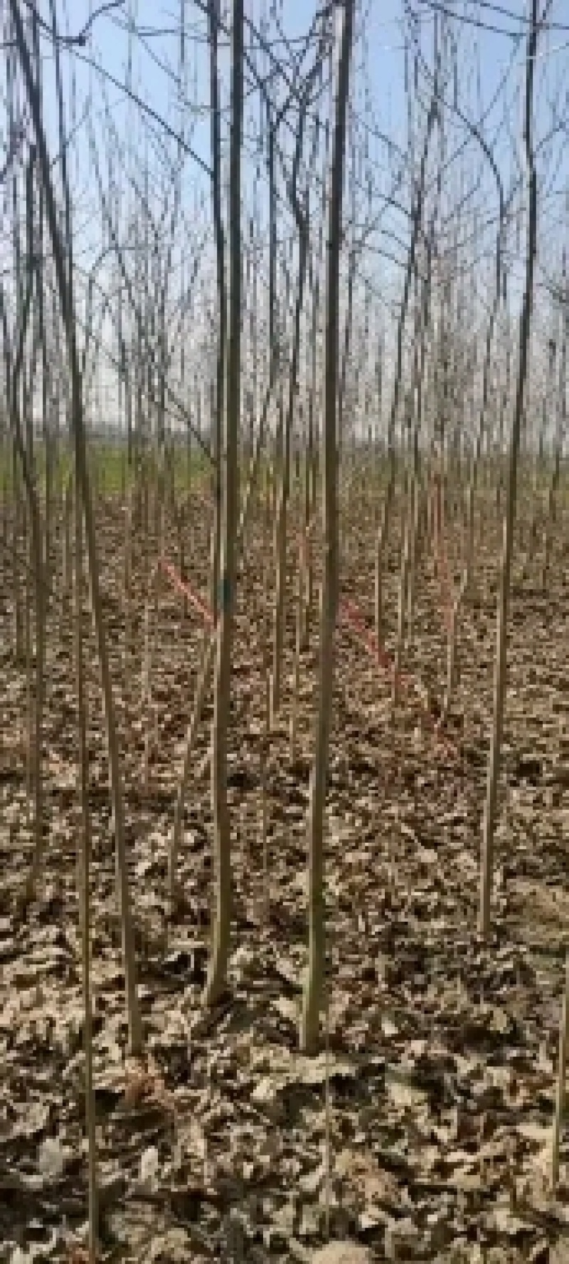 大量供应三公分优质杜仲苗，可绿化药用，经济价值高。