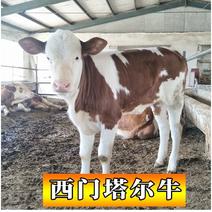 西门塔尔牛犊（真实报价）4-8月龄优质牛犊场家直销