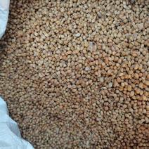 国产香菜籽，芫荽籽，进口香菜籽，大货供应，批零兼营