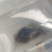 优质黑鱼苗杂交黑鱼苗杂交财鱼苗乌鱧苗场直供