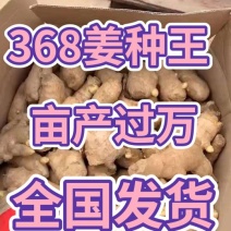 姜种重庆368姜种大量批发专业技术指导耐运输