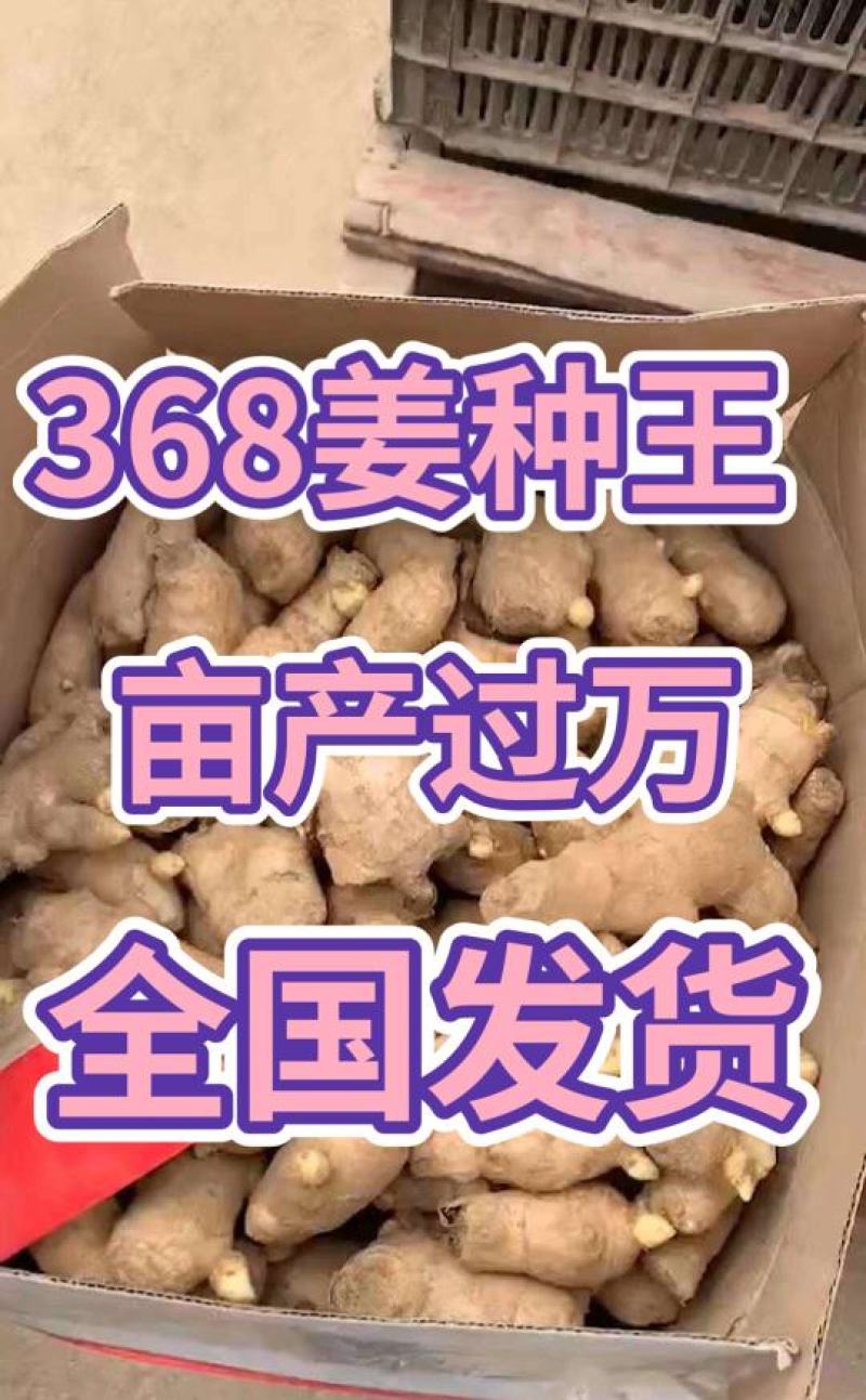 姜种重庆368姜种大量批发专业技术指导耐运输