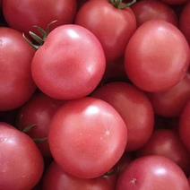 一品普罗旺斯水果西红柿