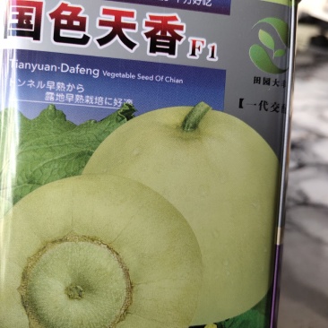 国色天香甜瓜种子，早熟品种。高产，单果500克