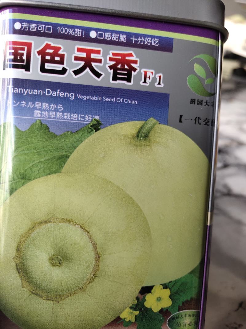 国色天香甜瓜种子，早熟品种。高产，单果500克